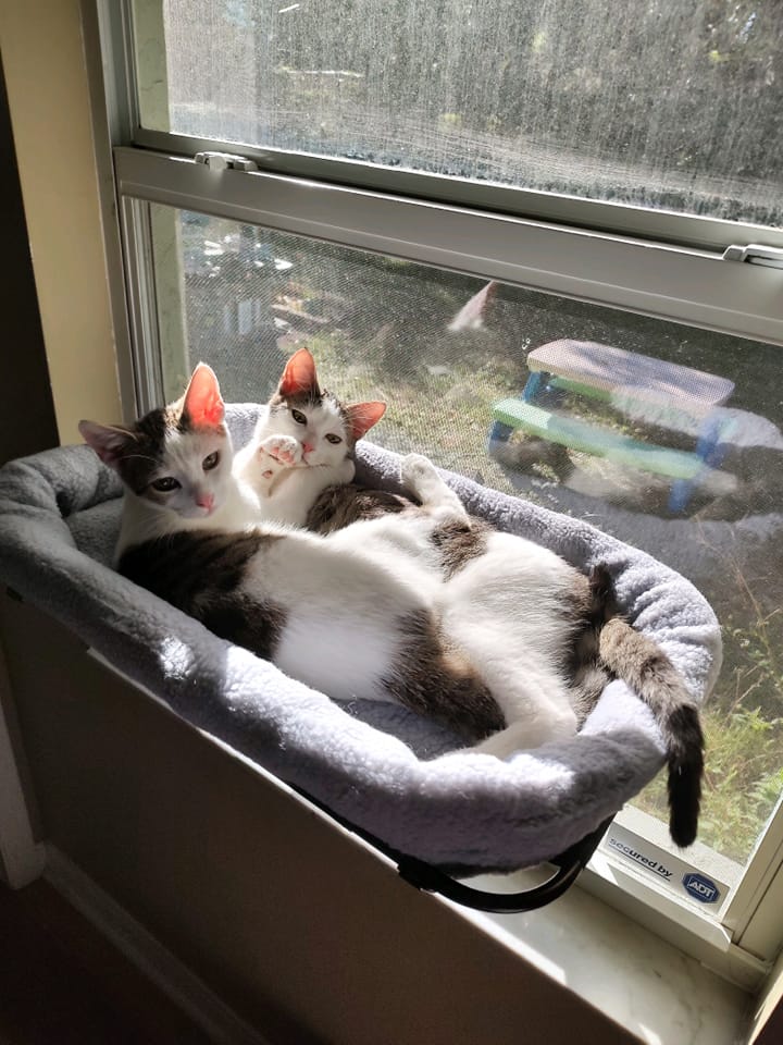 Mario and Yoshi laying in a window bed.