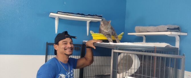 Munchkin Longtail on top of the cat condo, new dad by the side.