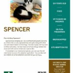 Spencer's store flyer