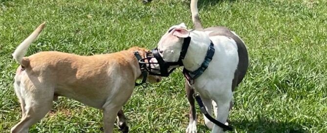 Andi wearing a muzzle, meeting Bernie, Lottie in the background.