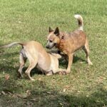 Bernie play bowing to Acer during playgroup.