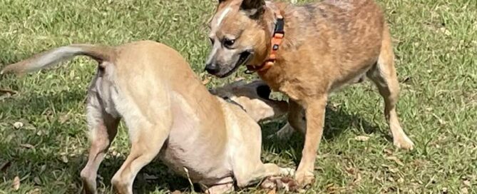 Bernie play bowing to Acer during playgroup.