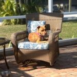 Bayley (now Bell) sitting on a chair on the lanai.