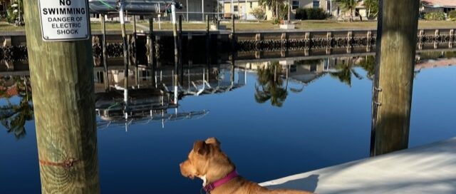 Bayley laying on a blank on the dock looking out at the water.