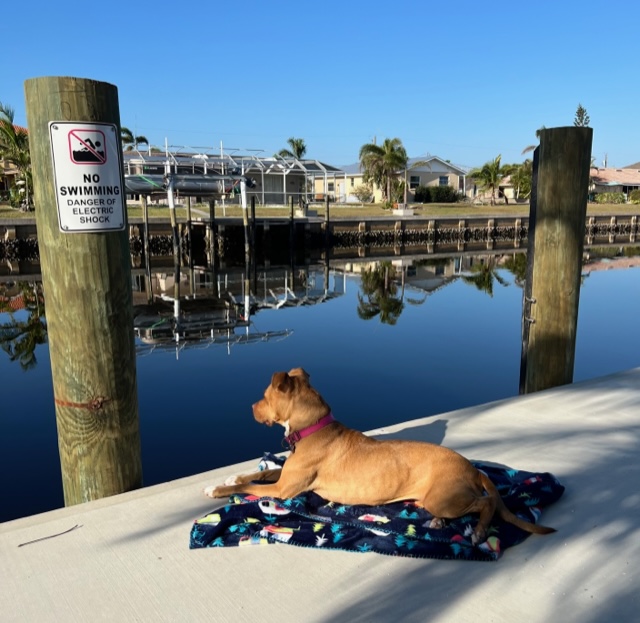 Bayley laying on a blank on the dock looking out at the water.