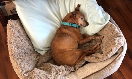 Brutus sleeping in his doggie bed, head on a pillow.