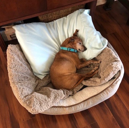 Brutus sleeping in his doggie bed, head on a pillow.