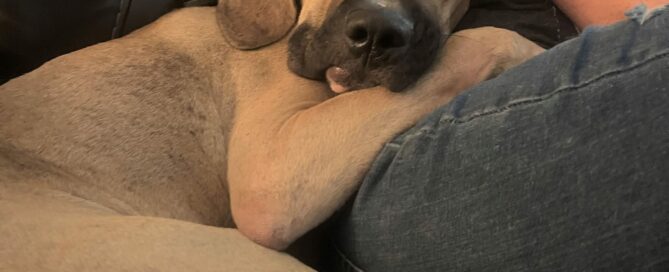 Cal in his foster home, laying beside his foster, head and foot on their leg.