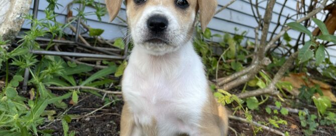 Myla, 4 months old. Sitting outside.