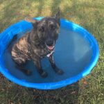 Lottie sitting in a kiddie pool in the yard at Satchel's.