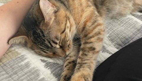 Mitzie on the bed, hand petting her.