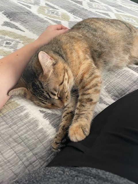 Mitzie on the bed, hand petting her.