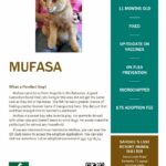 Flyer showing Mufasa pic and some information.