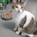 Penelope sitting beside her food, looking at the camera.