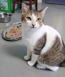 Penelope sitting beside her food, looking at the camera.