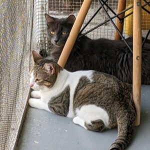 Penelope laying beside Ramsey, both looking out the cat room porch screen.