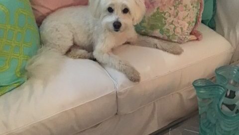 Snowball laid on the couch.