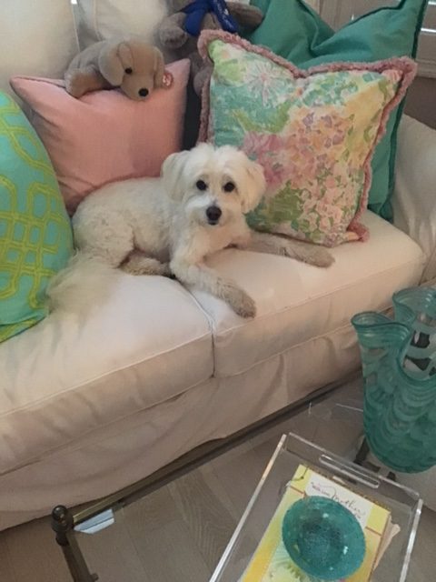 Snowball laid on the couch.