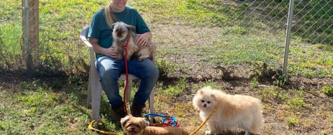 Chelsea sitting on a chair in the yard with 3 small dogs.