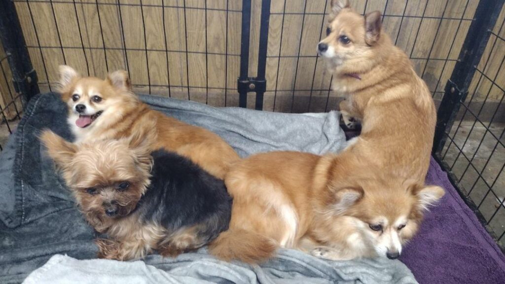 The 4 dogs in a kennel, snuggled together.