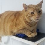 Hamish laying on a shelf in our open cat room.