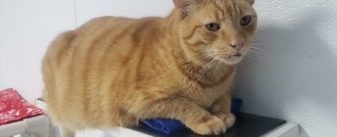 Hamish laying on a shelf in our open cat room.