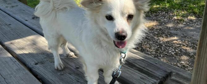 Jasxon standing on a picnic table looking at the camera.