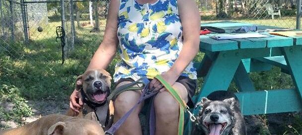 Misty sitting in the yard at Satchel's with her new mom and 2 canine siblings.