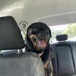 Nalah sitting in the back of a vehicle, patiently waiting for her car ride.