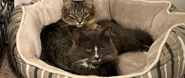 Natasha & Kitty Kitty laying in a cat bed.