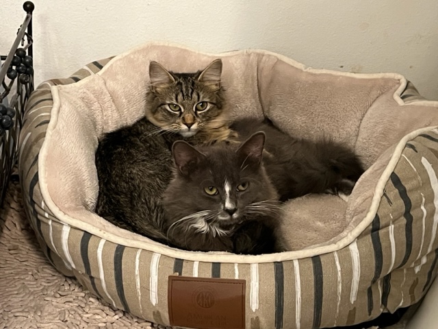 Natasha & Kitty Kitty laying in a cat bed.