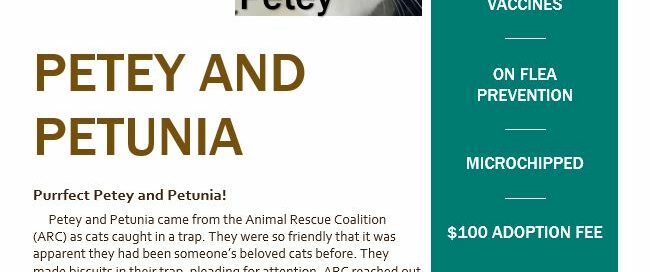 Flyer describing Petey and Petunia.