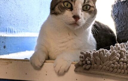 Rues laying on the windw ledge, looking at the camera.