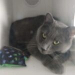 Shadow laying in a cubby.