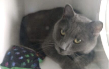 Shadow laying in a cubby.