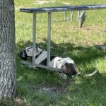 Andi (wearing his muzzle) taking in the shade under the table.