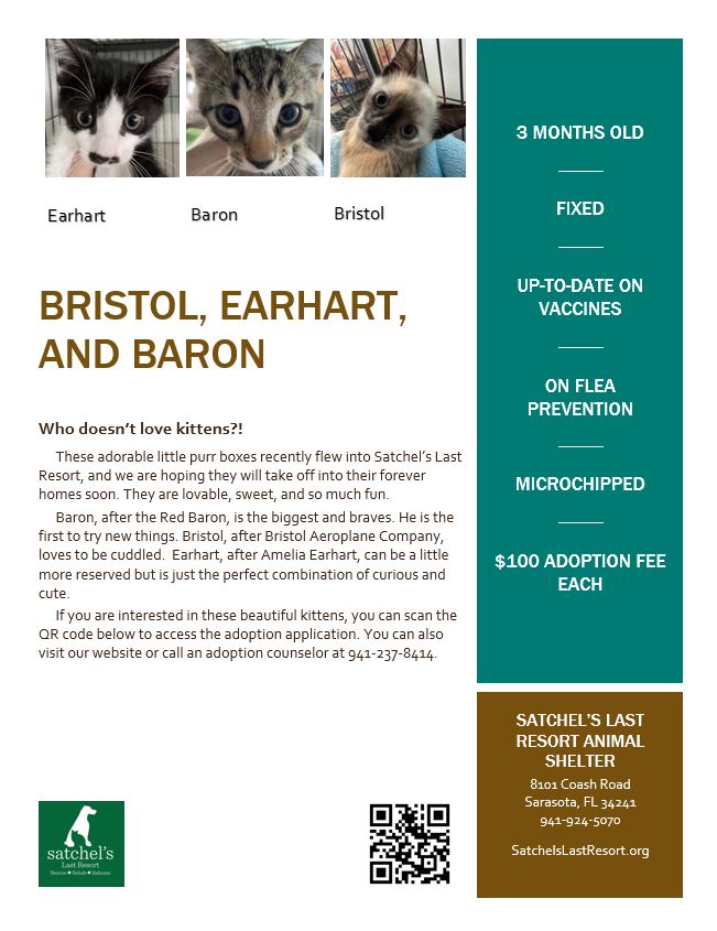 Flyer with short description of the 3 kittens.
