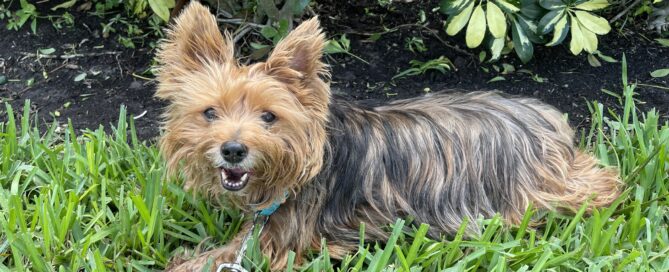 Bruno laid in the grass at Satchel's.