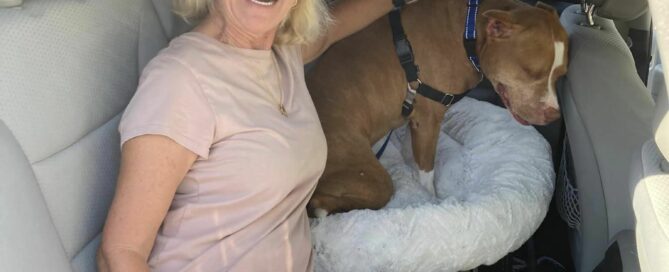 Cowboy sitting in the back of the vehicle with his new mom ready to head to his forever home. Dad staning beside.