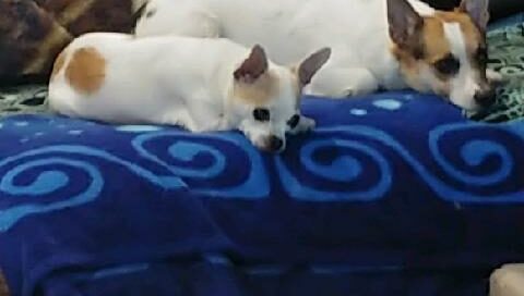 Dandy laying on the couch with canine sibling.