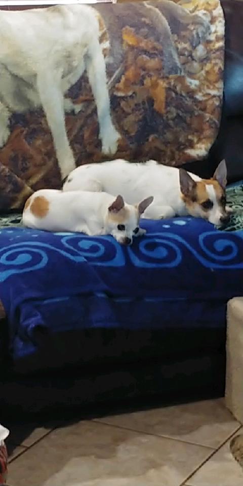 Dandy laying on the couch with canine sibling.