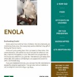 Flyer describing Enola.