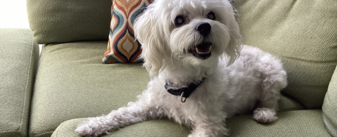 Howie laid on the couch looking at the camera.