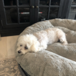 Howie on a dog bed, head hanging over the side.