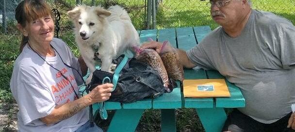 Jaxson standing on the picnic table in a Satchel's yard. Mom and dad sitting beside.