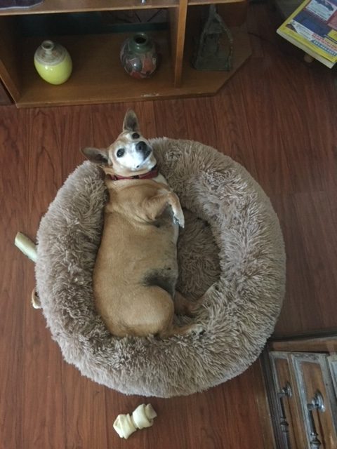 Lady Bug laid in her bed looking at the camera.