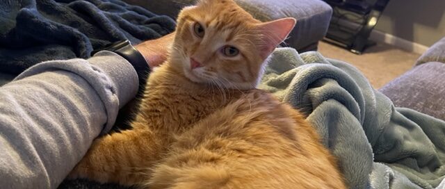 Mufasa laid beside dad on the couch.