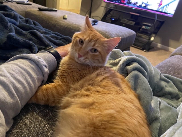 Mufasa laid beside dad on the couch.