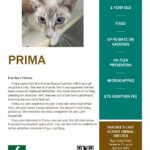 Flyer with a little info on Prima.