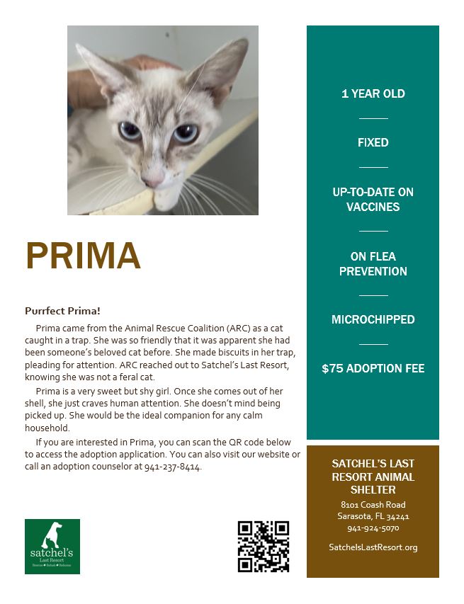 Flyer with a little info on Prima.